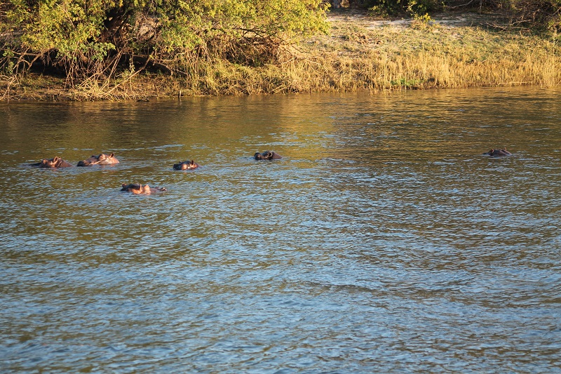 Hrochy v rieke Zambezi