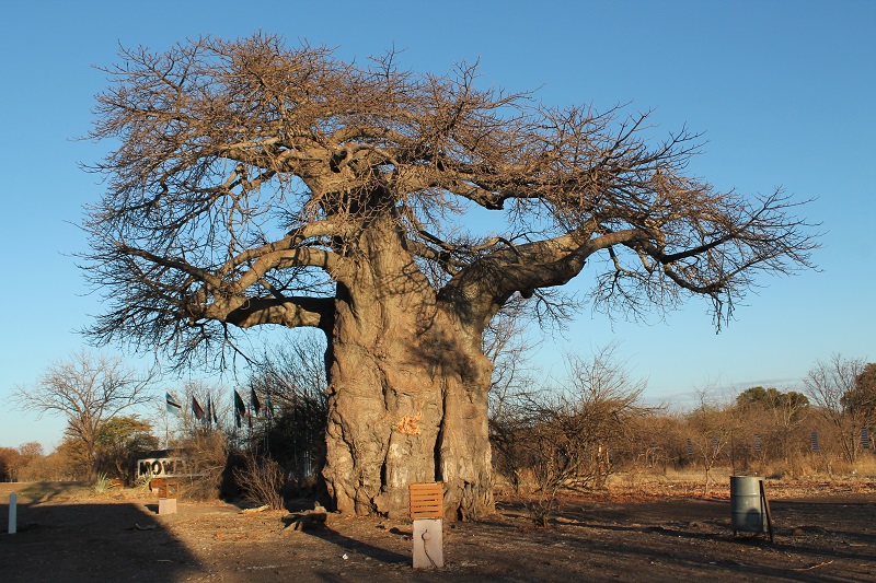 Baobab pri ceste