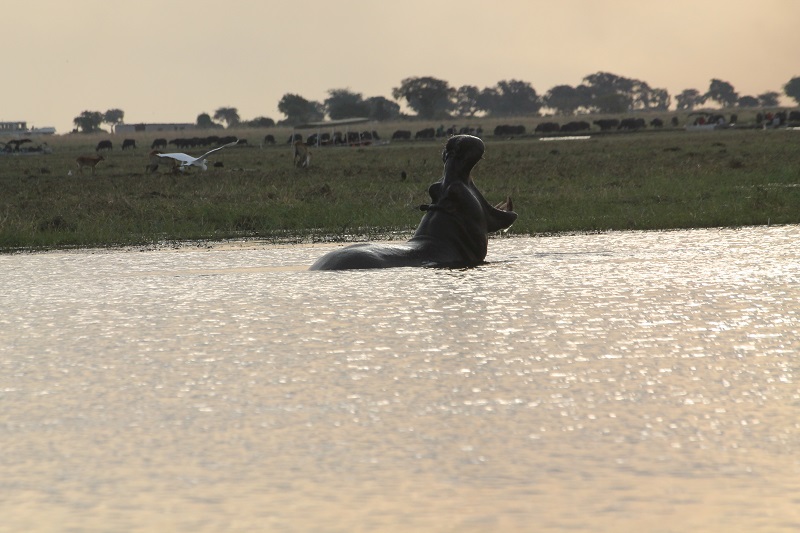 Národný park Chobe - Hroch