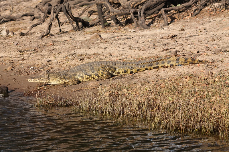Oddychujúci krokodíl v Národnom parku Chobe