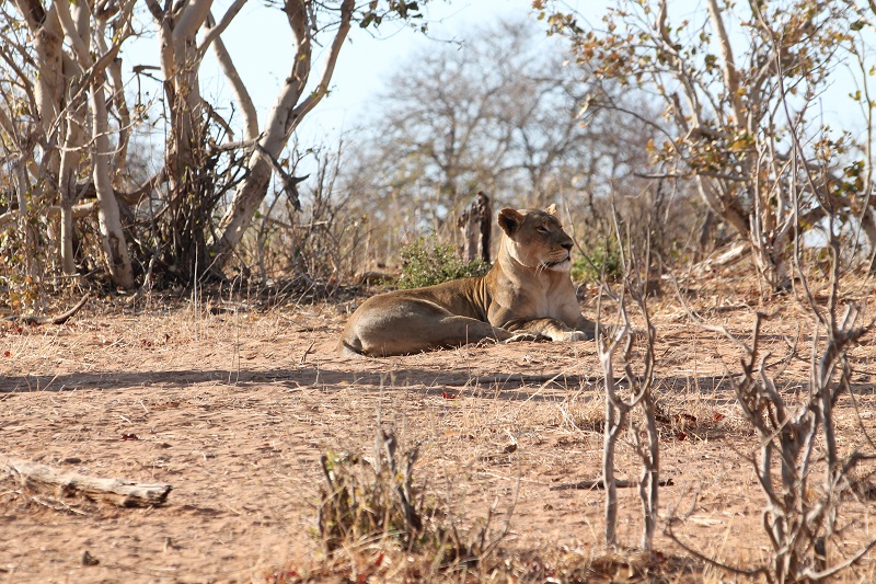 Národný park Chobe - Levica