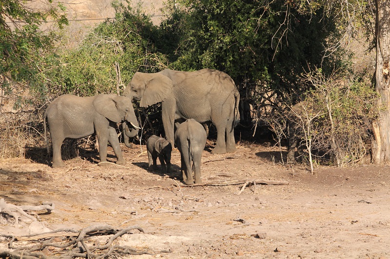 Slonia rodinka v Národnom parku Chobe