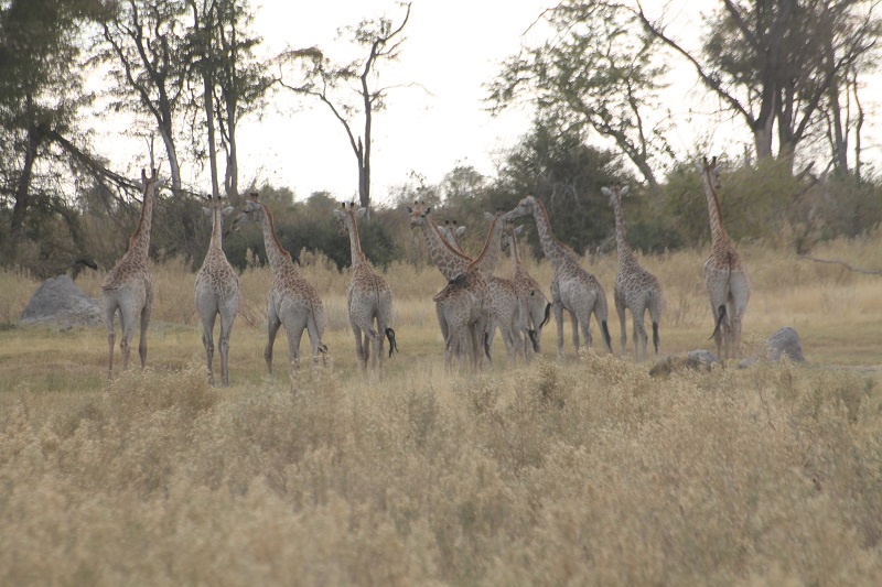 Stádo utekajúcich žiráf v Okawango Delte