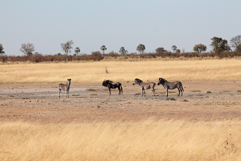 Zebry a pakone v Okawango Delte