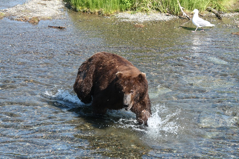 Jeden zo starých väčších medveďov. Vždy keď prišiel k Brooks Falls loviť tento, ostatné mladšie sa radšej rozutekali.