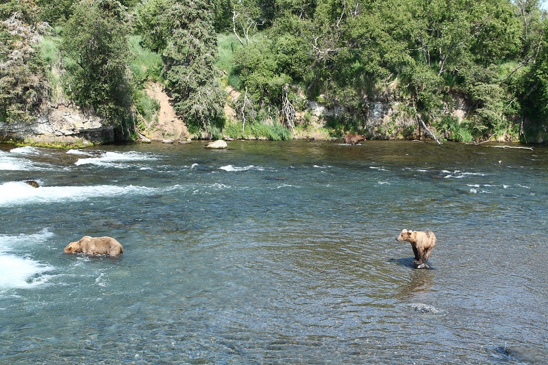 Medvede čakajúce na svoj úlovok. Zaujímavý je medveď úplne vľavo, ktorý sa pozerá pod vodu, aby zistil, či sú tam nejaké lososy.