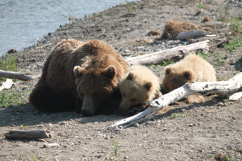 Spiaca medvedia rodinka neďaleko Brooks Campu