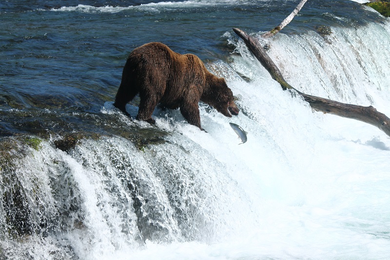Medveď loviaci lososy na Brooks Falls