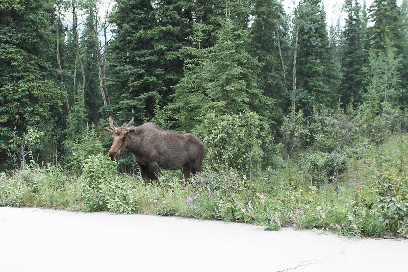 Náš prvý los, ktorého vidíme v Denali