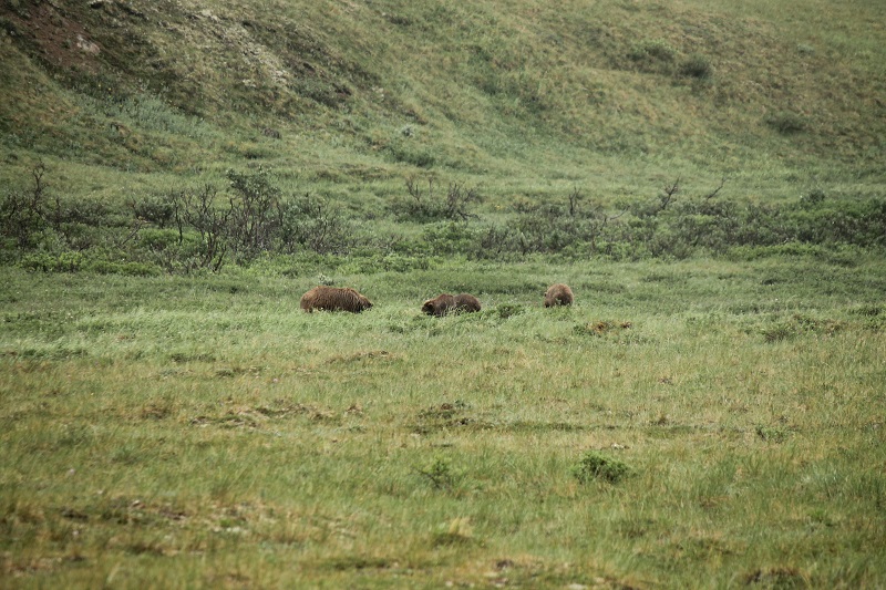 Skupinka medveďov grizly