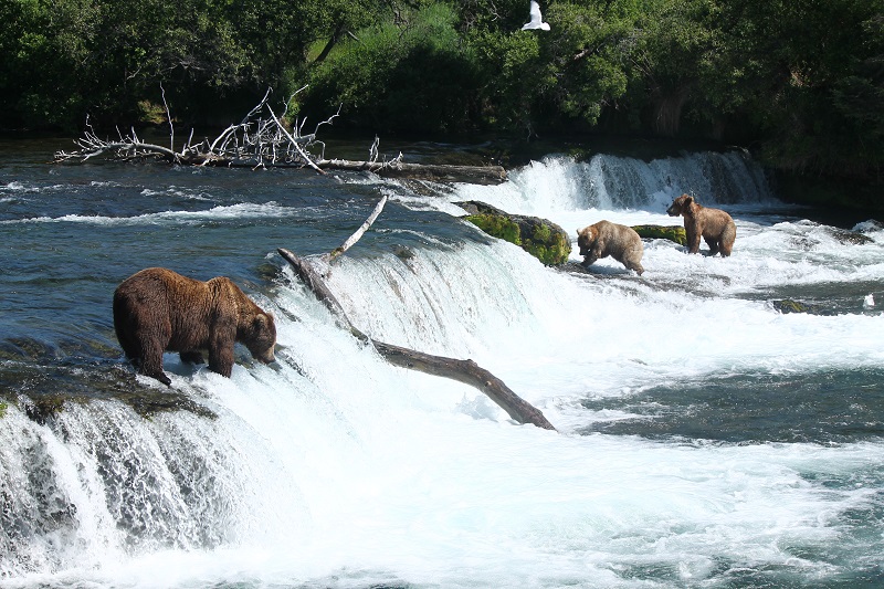 Známe medvede chytajúce lososy v Brooks Falls