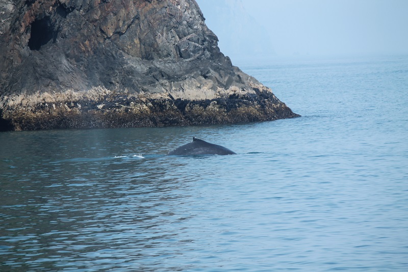 Chrbát jedinej veľryby, ktorú sme počas plavby videli