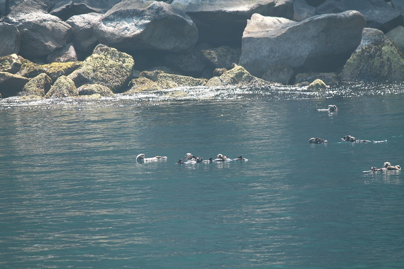Skupinka tuleňov vo vode