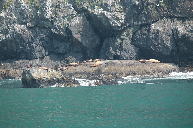 Počas plavby sa dajú zazrieť aj tulene či uškatce