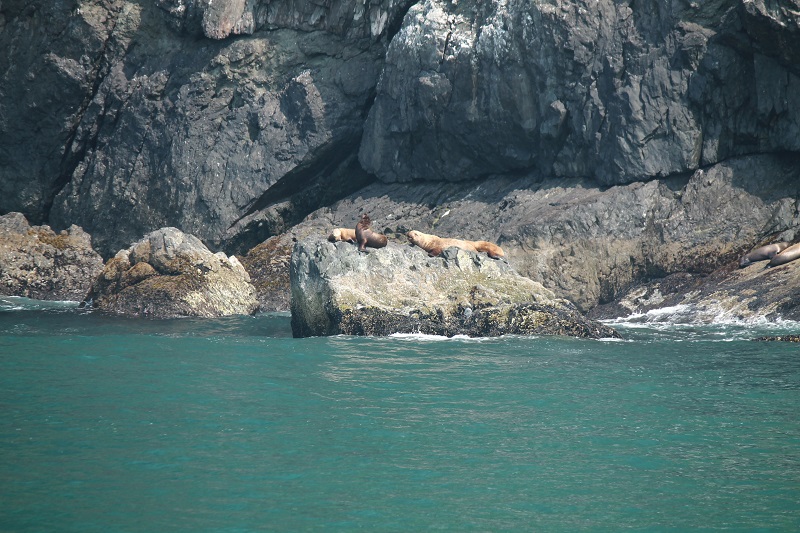 Ďalšia skupinka tuleňov