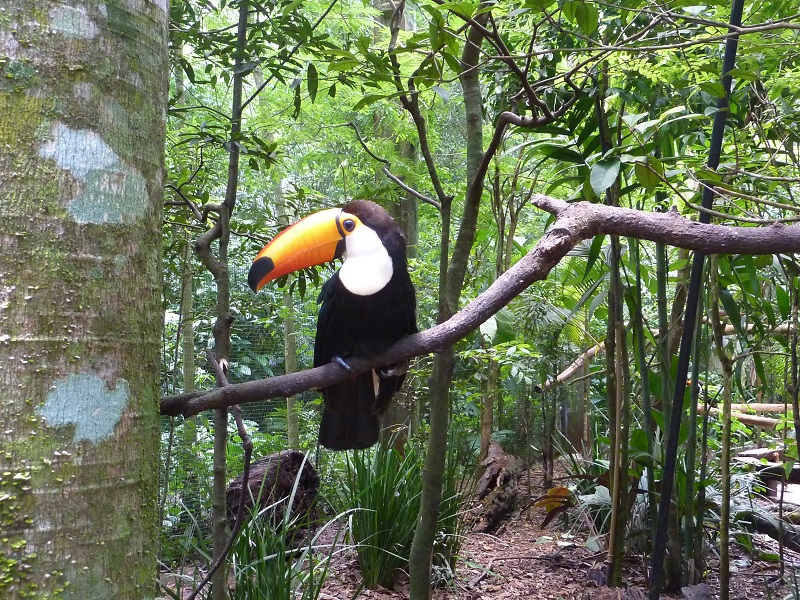 Tukan, typický juhoamerický vták
