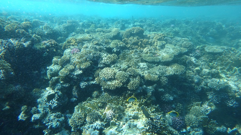 Koralový útes pri našom hoteli