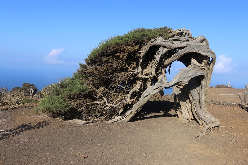 Najkrajší zo stromov – El Sabinar – symbol ostrova