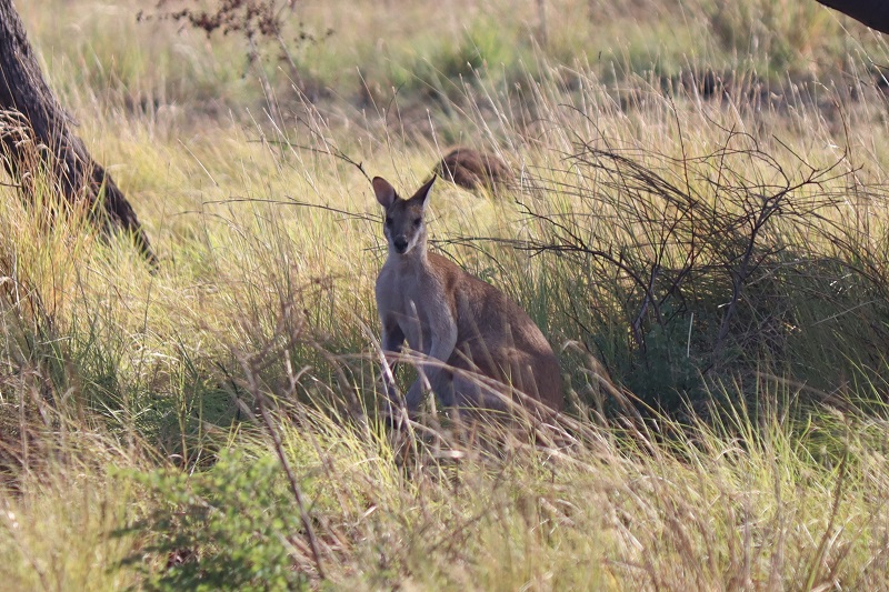 Cestou nám cez cestu prebehne jedna kengura, ktorých sme ale v okolí Gibb River Road nevideli veľa