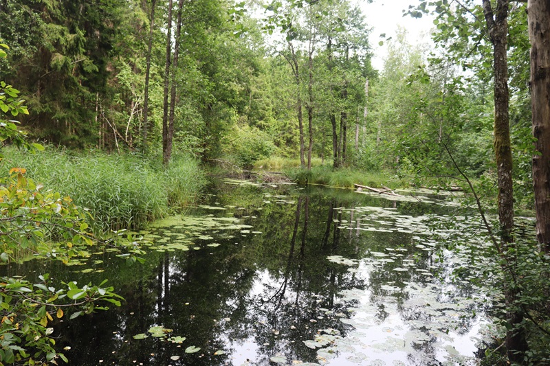 Beaver trail vedie cez les a pri riečke