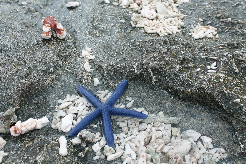 Na pláži môžete nájsť aj takúto modrú hviezdicu