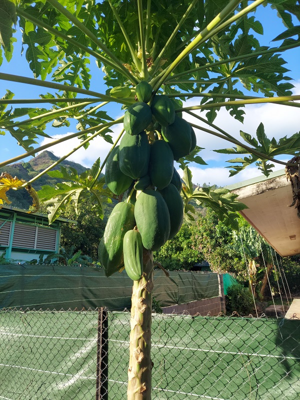 Papáje ale aj mangá a kokosy rastú úplne všade