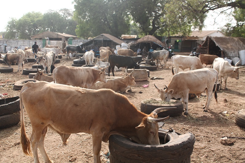 Trh s dobytkom