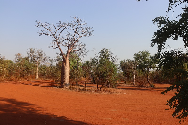 V Kimberley rastú baobaby úplne všade