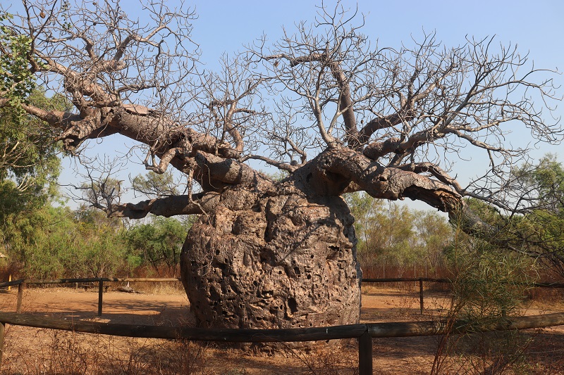 Obrovský Boab Prison Tree