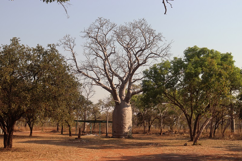 Kempovacie miesta sú aj priamo pod veľkými baobabmi
