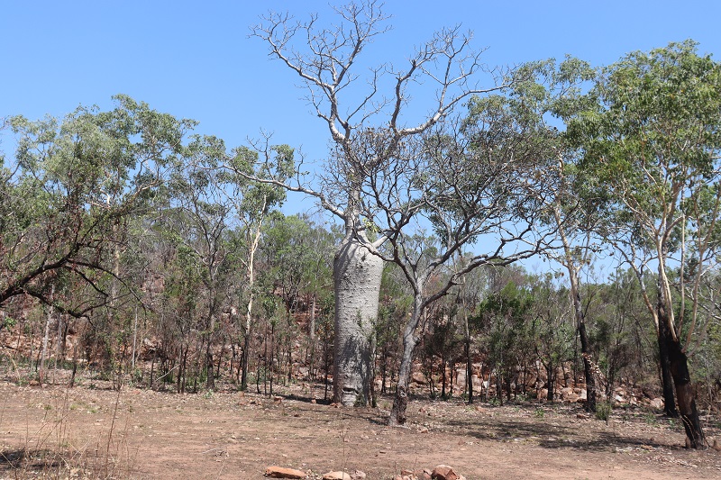 Krátky chodník pomedzi baobaby ku Galvans Gorge