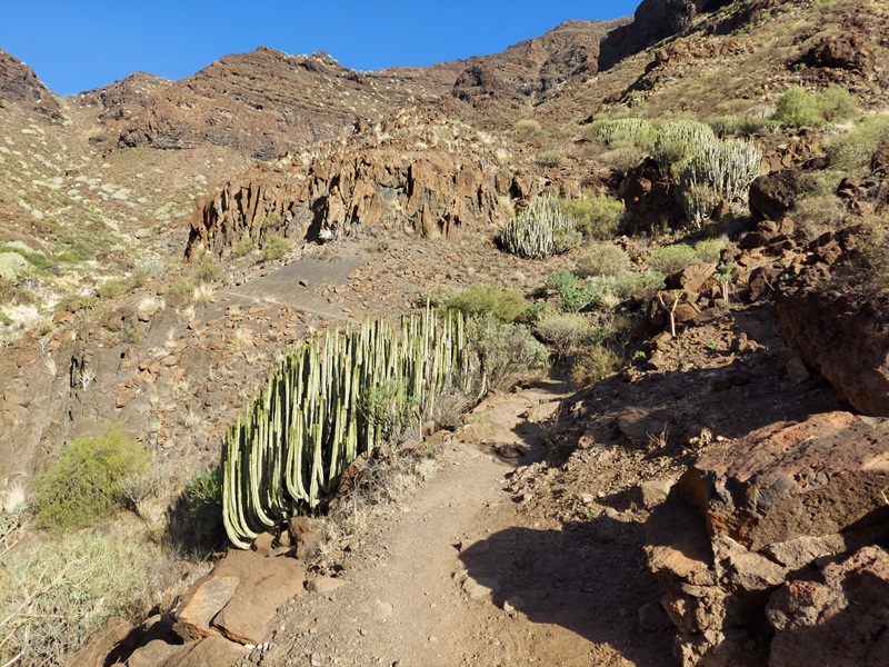 Všade okolo nás rastie množstvo druhov rastlín a kaktusov