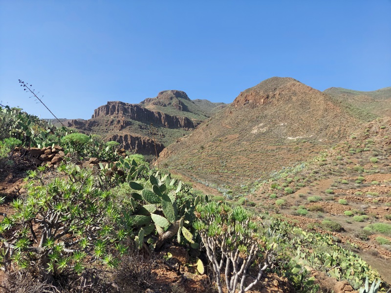 Po ceste sa nachádza množstvo kaktusov a sukulentov