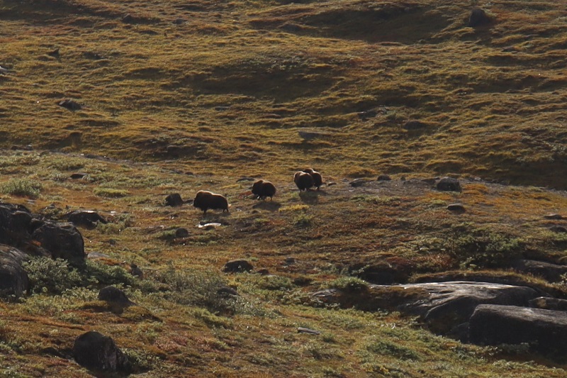 Skupinka pižmoňov neďaleko Kangerlussuaqu