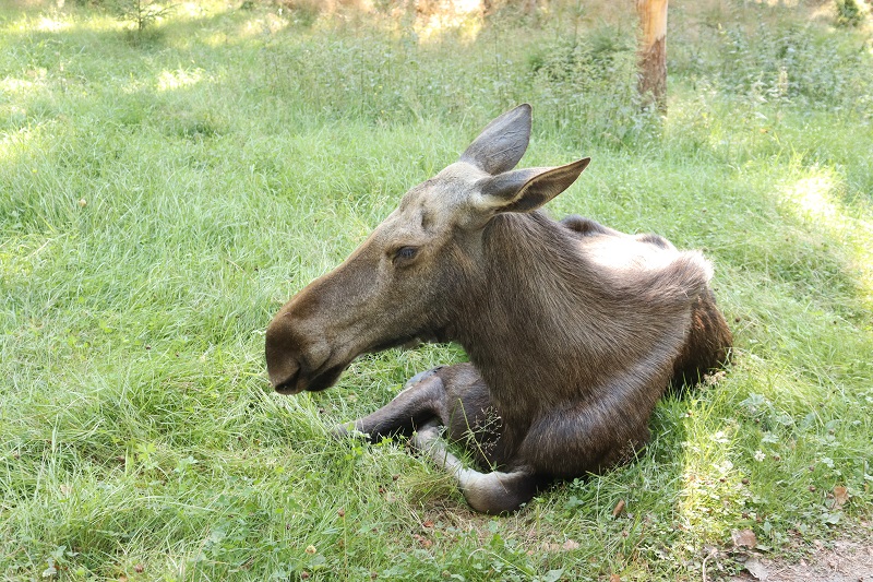 Ďalší los si len tak oddychoval pri ceste