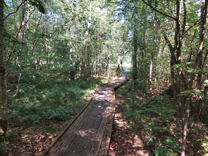 Túra Alslingan vedie väčšinou cez takýto les