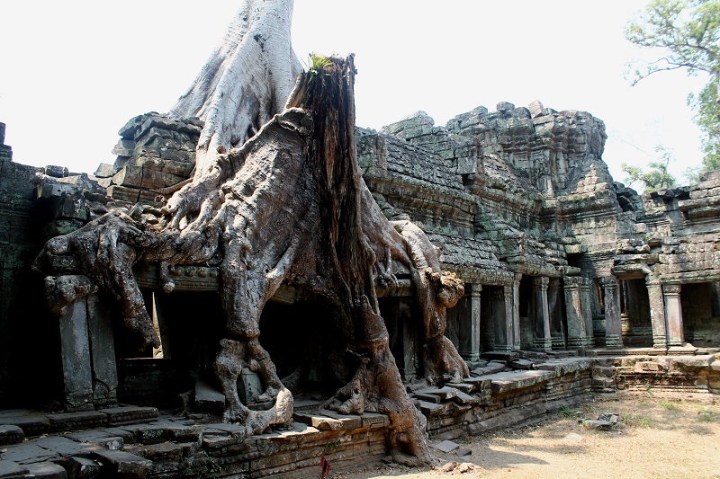 Stromy v chráme Preah Khan