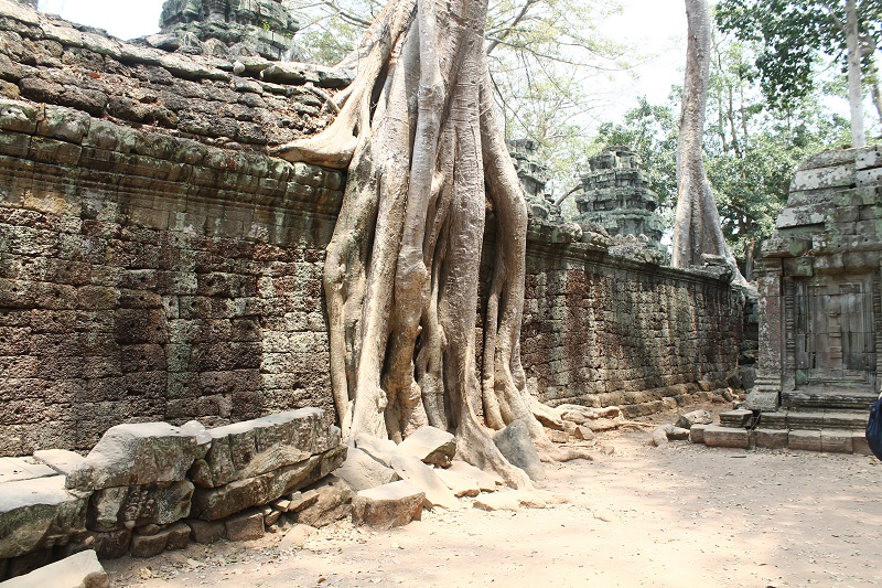 Aj v chráme Ta Prohm sú úžasné stromy