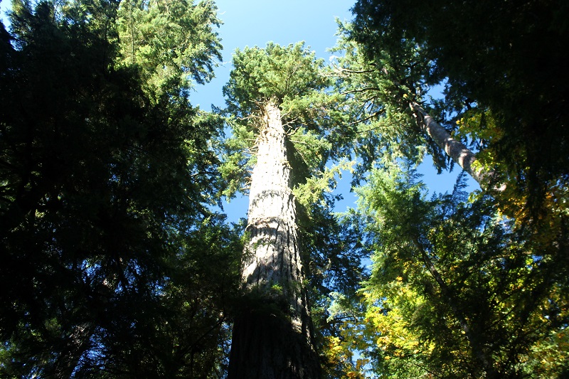 The Big Tree je dokonca vyšší ako šikmá veža v Pise