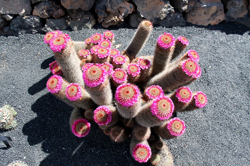Aj takéto kaktusy môžete nájsť v Jardin de Cactus