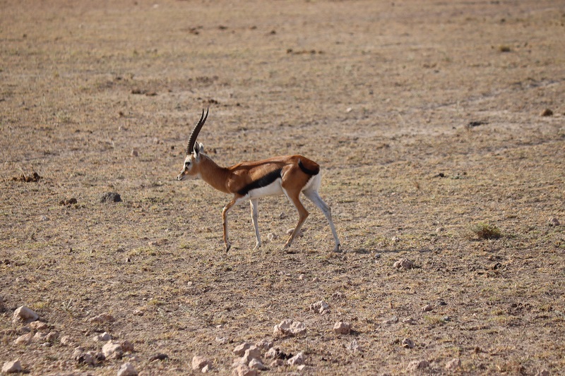 Jedna z antilop