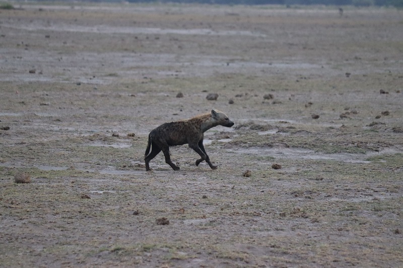 Hyena pobehujúca po okolí