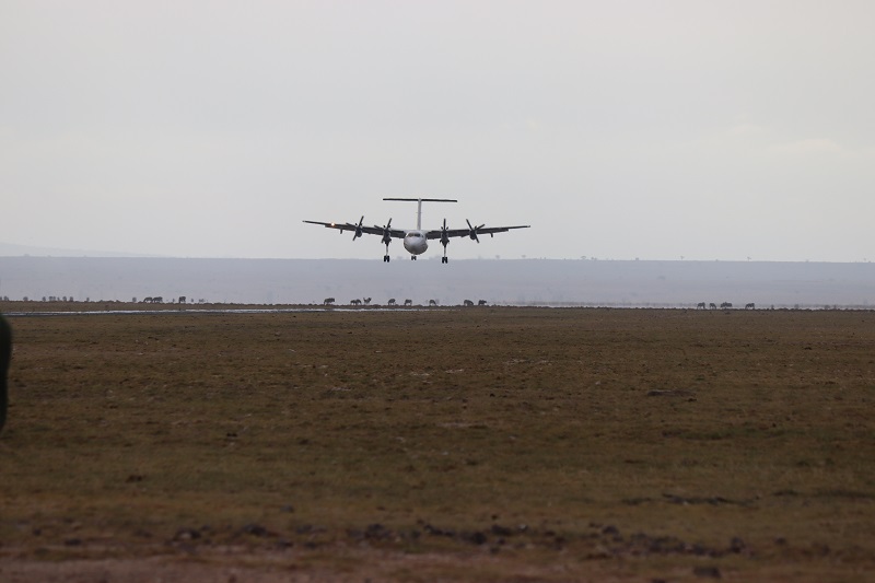 Pristávajúce lietadlo na letisku v Amboseli. V pozadí môžete vidieť stádo pakoňov. Letisko nie je vôbec oplotené.
