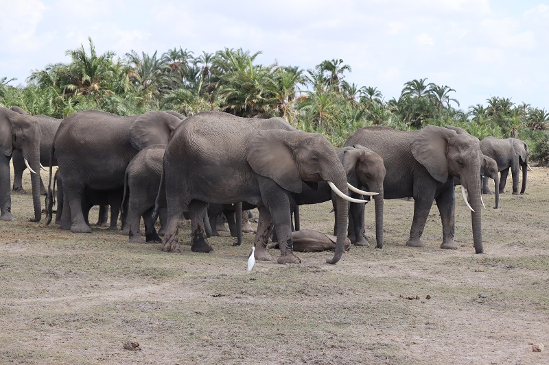 Skupina slonov. Malé, ktoré ležia na zemi oddychujú a ostatné čakajú, kým si oddýchnu, aby mohli pokračovať ďalej