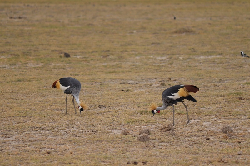 Žeriav kráľovský – podľa nás najkrajší vták ak nie na svete, tak v Amboseli určite