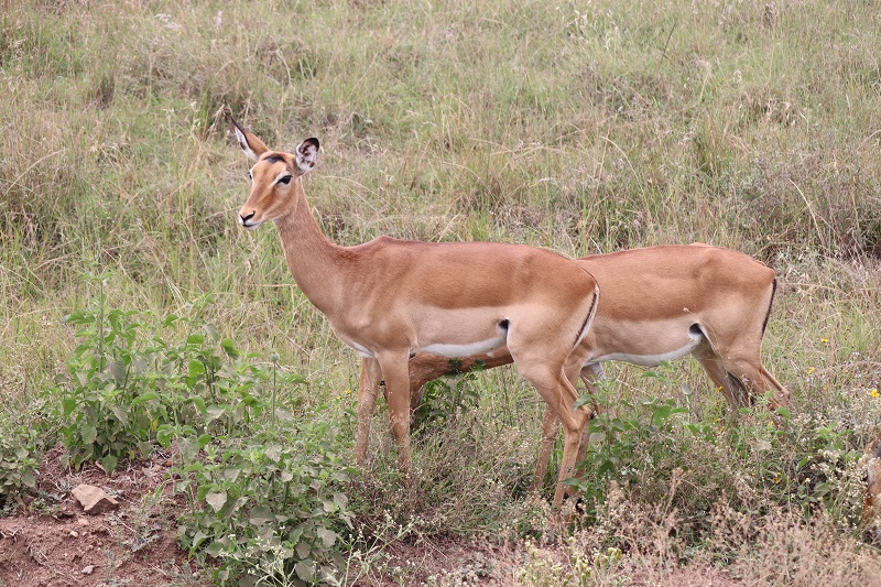 Ďalšie antilopy, ktorých je v parku neúrekom
