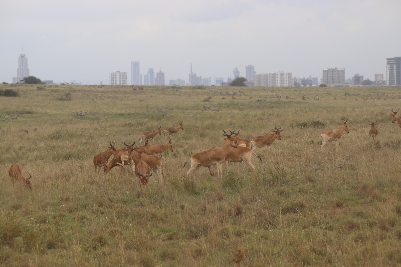 Antilopy a v pozadí veľkomesto Nairobi