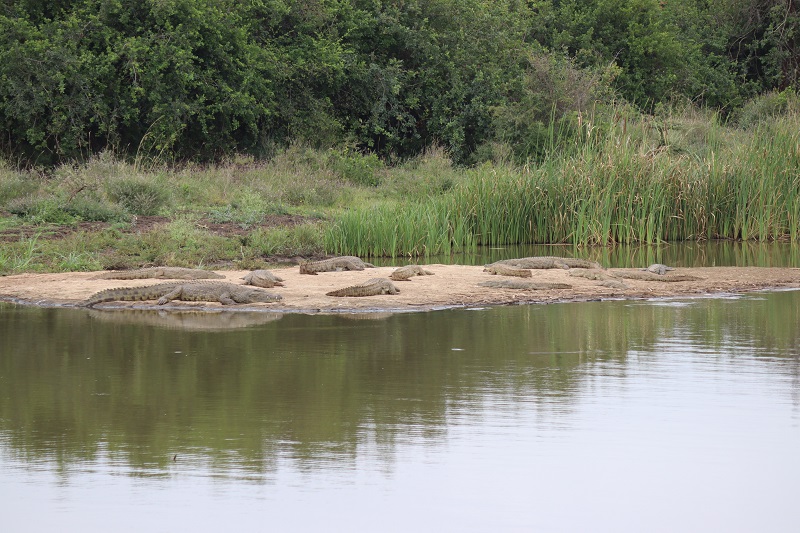 Krokodíly sa vyhrievajú na brehu