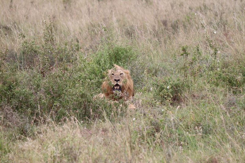 V národnom parku Nairobi môžete vidieť aj levy