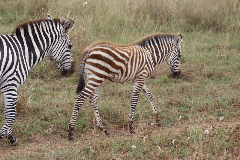 Malá zebra s mamou